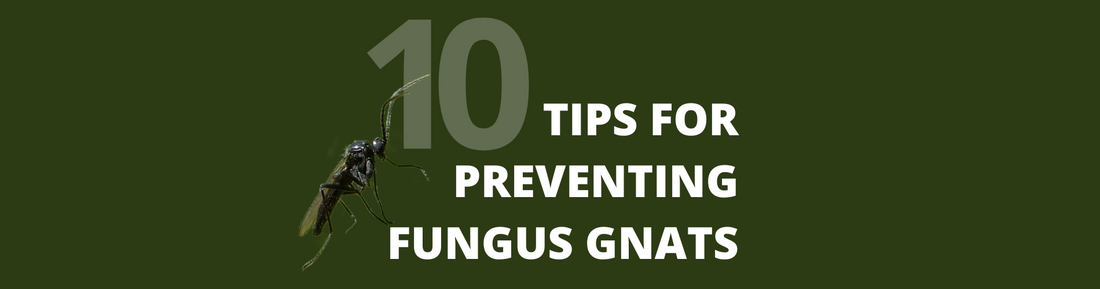 10 Tips to Prevent Fungus Gnats in Greenhouse Protected Crops