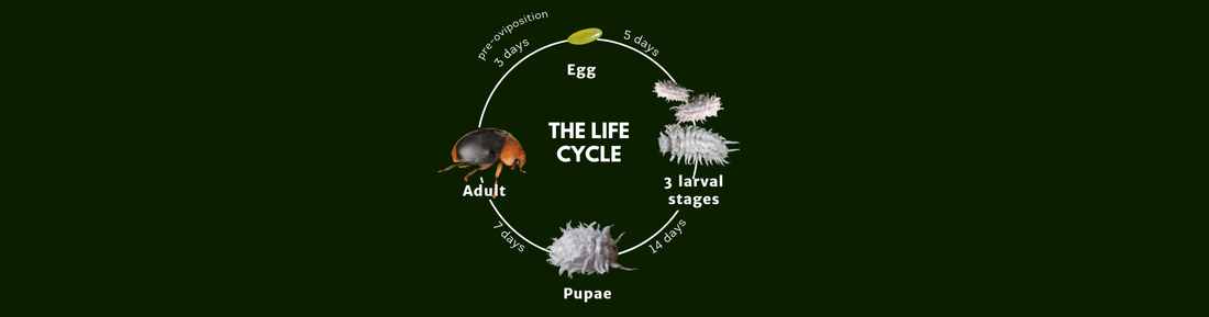 The Life Cycle of Cryptolaemus montrouzieri: Nature's Mealybug Destroyer