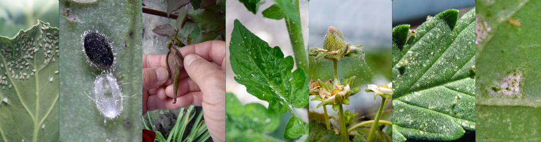 What's Eating Your Plants? A Guide to Identifying Common Pests by Feeding Symptoms