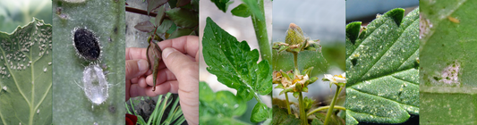 What's Eating Your Plants? A Guide to Identifying Common Pests by Feeding Symptoms