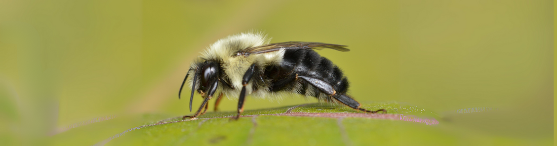 How Bumblebees Survive Canadian Winters