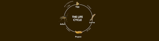 Life Cycle of Fungus Gnats: A Guide for Growers