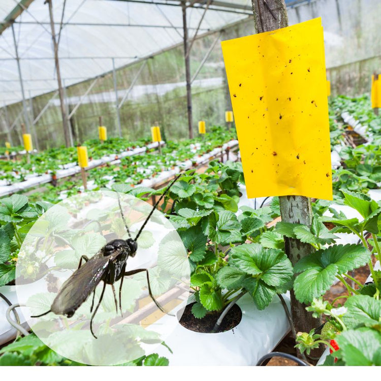 Fungus gnats (Sciarid flies)